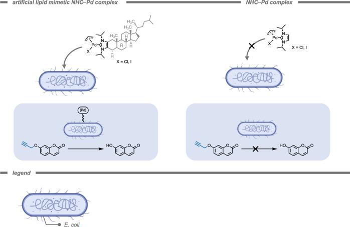 https://cdn.ncbi.nlm.nih.gov/pmc/blobs/cf10/12355711/b606c3d8ff49/cr5c00047_0023.jpg