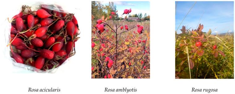 https://cdn.ncbi.nlm.nih.gov/pmc/blobs/cf13/11723076/19ecc879ebef/plants-14-00059-g001.jpg