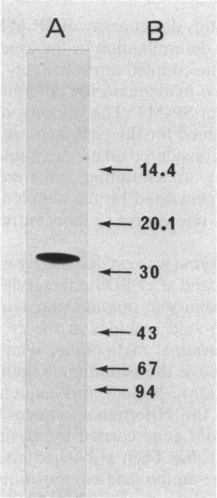 https://cdn.ncbi.nlm.nih.gov/pmc/blobs/cf1a/526806/9f3491971d84/jbacter00165-0085-a.jpg