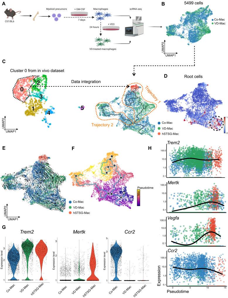 https://cdn.ncbi.nlm.nih.gov/pmc/blobs/cf1b/8635426/13c97f49c735/sciadv.abi4528-f5.jpg