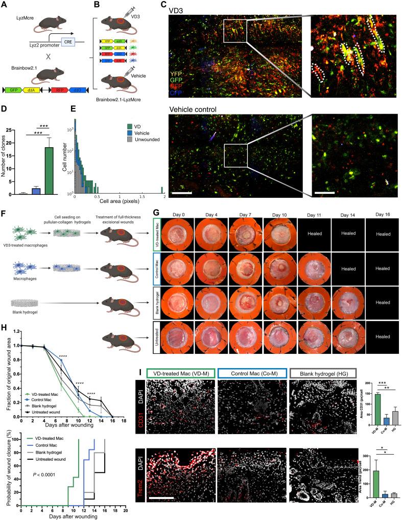 https://cdn.ncbi.nlm.nih.gov/pmc/blobs/cf1b/8635426/79c3c9e88a76/sciadv.abi4528-f6.jpg