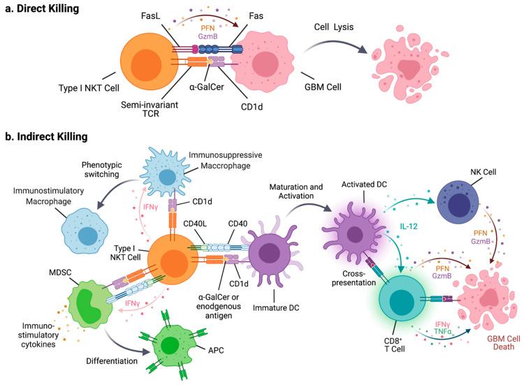 https://cdn.ncbi.nlm.nih.gov/pmc/blobs/cf1e/8307781/58f6beb00978/cells-10-01641-g001.jpg