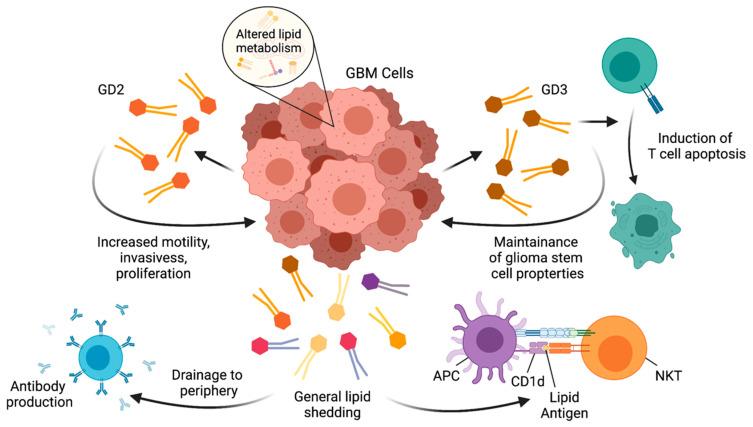 https://cdn.ncbi.nlm.nih.gov/pmc/blobs/cf1e/8307781/f4756e5cd66b/cells-10-01641-g002.jpg