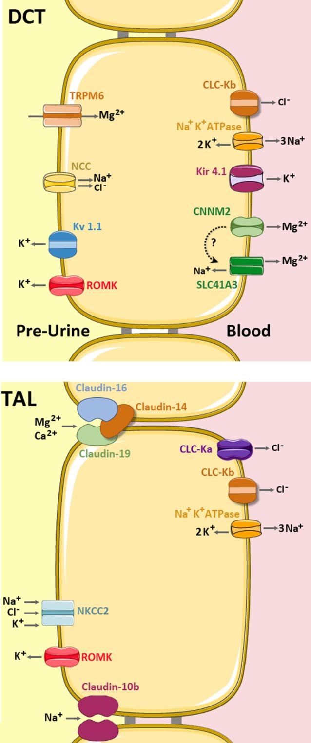 https://cdn.ncbi.nlm.nih.gov/pmc/blobs/cf20/5900390/d9402dc9ca0f/fped-06-00077-g004.jpg