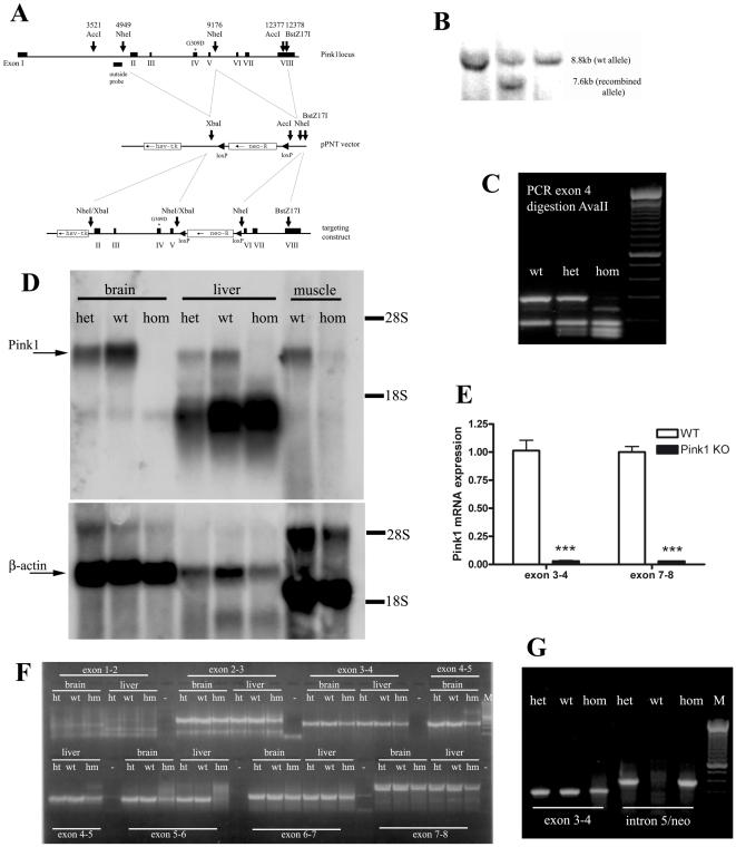 https://cdn.ncbi.nlm.nih.gov/pmc/blobs/cf22/2686165/e4b8567c8f62/pone.0005777.g001.jpg
