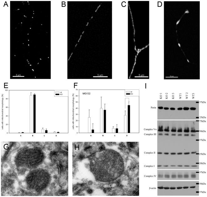 https://cdn.ncbi.nlm.nih.gov/pmc/blobs/cf22/2686165/e682bd6bc19e/pone.0005777.g007.jpg