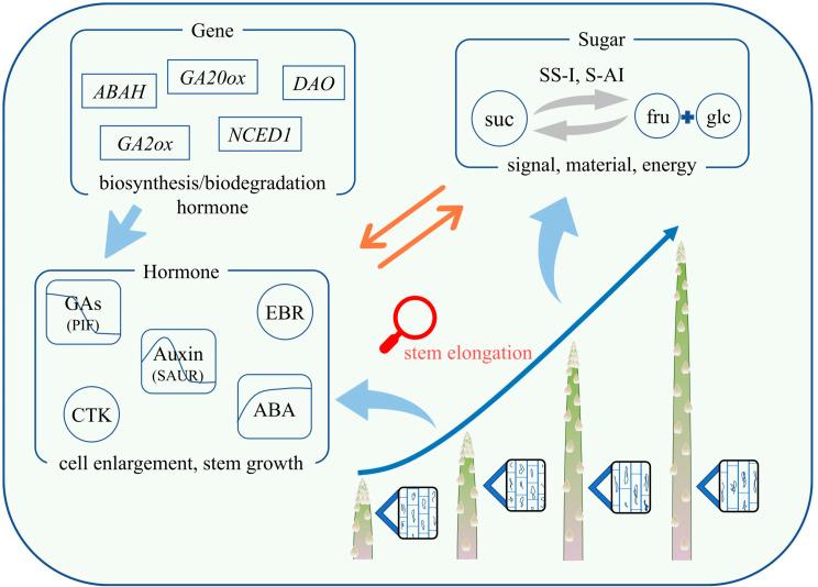 https://cdn.ncbi.nlm.nih.gov/pmc/blobs/cf23/11186092/936a05baeddd/12870_2024_5277_Fig9_HTML.jpg