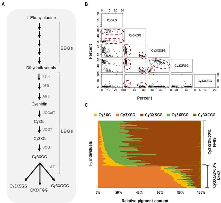 https://cdn.ncbi.nlm.nih.gov/pmc/blobs/cf23/7005140/72028e04e102/fpls-10-01770-g001.jpg