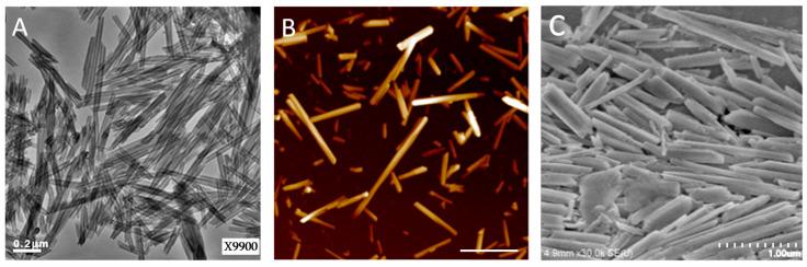 https://cdn.ncbi.nlm.nih.gov/pmc/blobs/cf25/10253593/d42dc16ea297/ijms-24-09648-g001.jpg