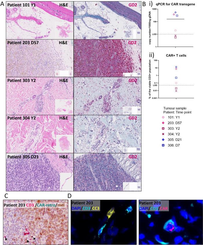 https://cdn.ncbi.nlm.nih.gov/pmc/blobs/cf28/11097842/e1881cd7f9ef/jitc-2023-008659f06.jpg