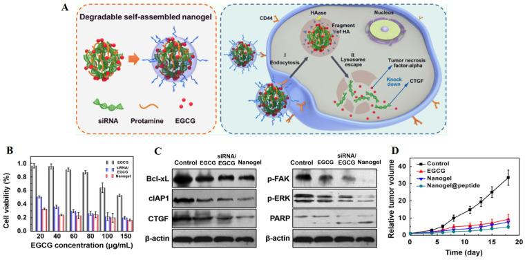https://cdn.ncbi.nlm.nih.gov/pmc/blobs/cf2a/10367560/2ee91951fa0e/ijbsv19p3499g004.jpg