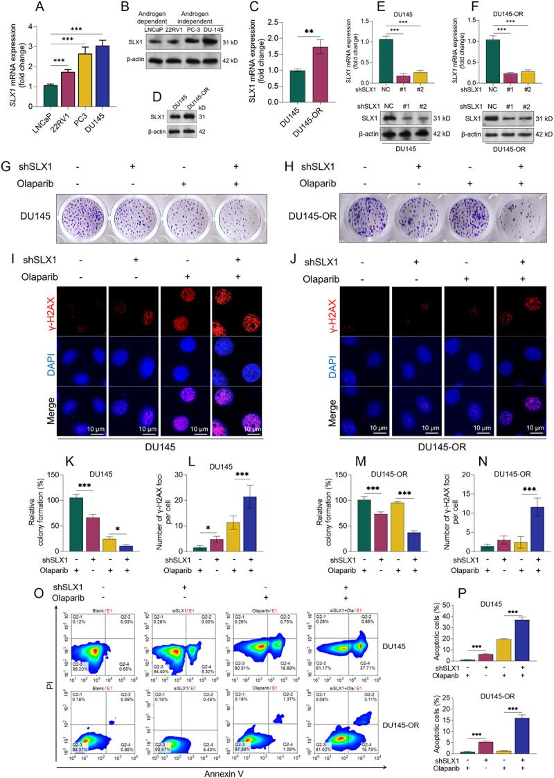 https://cdn.ncbi.nlm.nih.gov/pmc/blobs/cf2c/12341055/a0df5d47d921/KCBT_A_2545062_F0002_OC.jpg