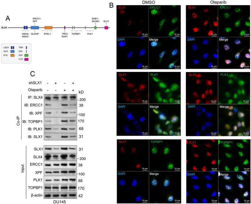 https://cdn.ncbi.nlm.nih.gov/pmc/blobs/cf2c/12341055/bb88ec200890/KCBT_A_2545062_F0003_OC.jpg