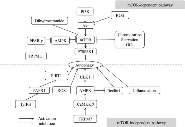 https://cdn.ncbi.nlm.nih.gov/pmc/blobs/cf32/6978262/654b62969a0b/CNS-26-155-g001.jpg