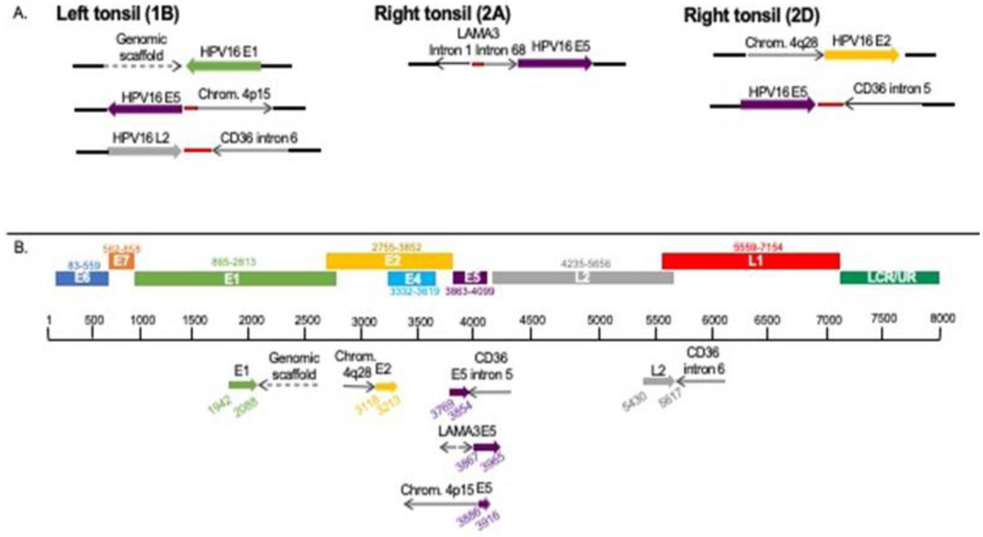 https://cdn.ncbi.nlm.nih.gov/pmc/blobs/cf32/7497862/45d1805aff81/nihms-1607947-f0002.jpg