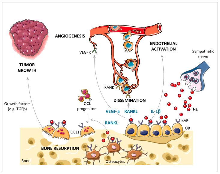 https://cdn.ncbi.nlm.nih.gov/pmc/blobs/cf32/8228198/436038a52596/cancers-13-02887-g001.jpg
