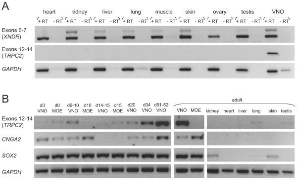 https://cdn.ncbi.nlm.nih.gov/pmc/blobs/cf39/3170594/63578fa3ef99/1471-2199-12-39-2.jpg