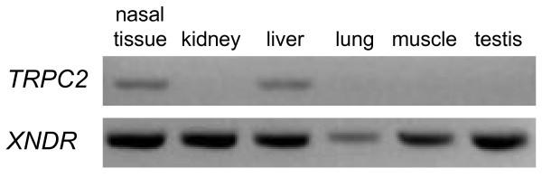 https://cdn.ncbi.nlm.nih.gov/pmc/blobs/cf39/3170594/a088e539b4fc/1471-2199-12-39-5.jpg