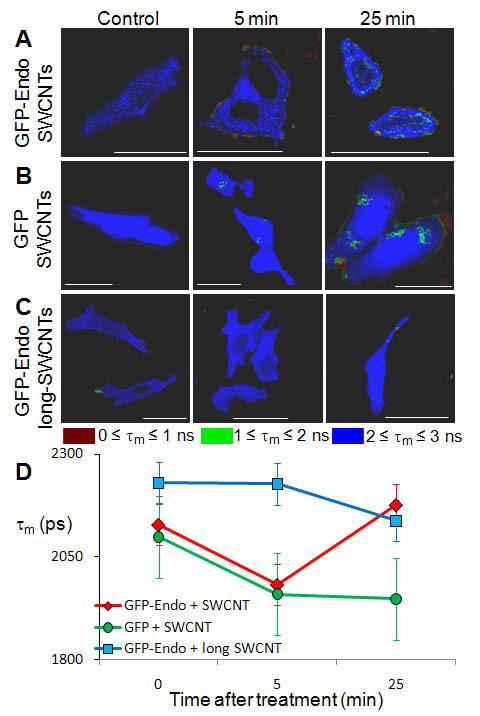 https://cdn.ncbi.nlm.nih.gov/pmc/blobs/cf3a/3195092/08accda1a981/1477-3155-9-45-7.jpg
