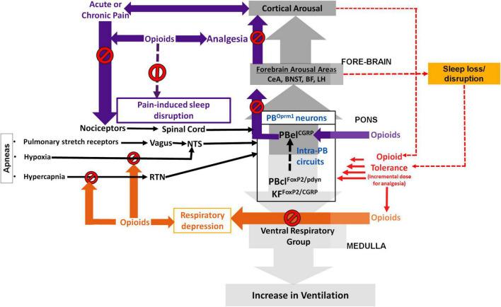 https://cdn.ncbi.nlm.nih.gov/pmc/blobs/cf3c/10117663/92f6c674545b/fnins-17-1134842-g001.jpg