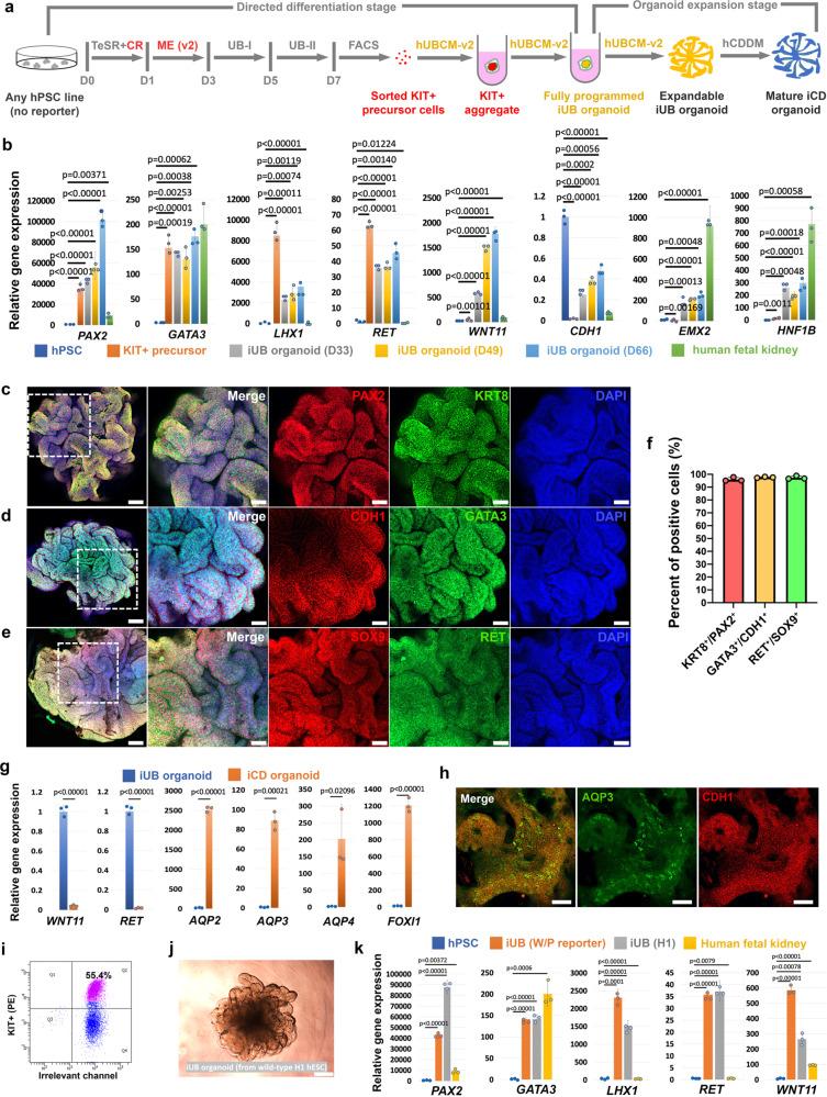https://cdn.ncbi.nlm.nih.gov/pmc/blobs/cf3c/8206157/ed165ec845f8/41467_2021_23911_Fig5_HTML.jpg