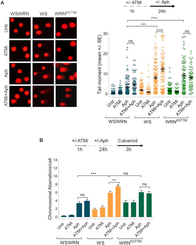 https://cdn.ncbi.nlm.nih.gov/pmc/blobs/cf3e/6468170/590082fb8ace/gkz025fig3.jpg
