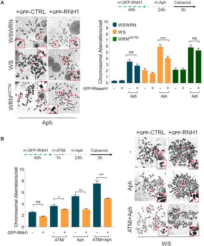 https://cdn.ncbi.nlm.nih.gov/pmc/blobs/cf3e/6468170/8e7614877134/gkz025fig10.jpg