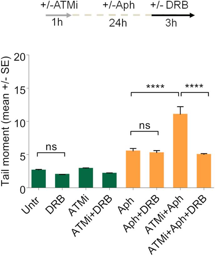 https://cdn.ncbi.nlm.nih.gov/pmc/blobs/cf3e/6468170/afc83e9863d7/gkz025fig6.jpg