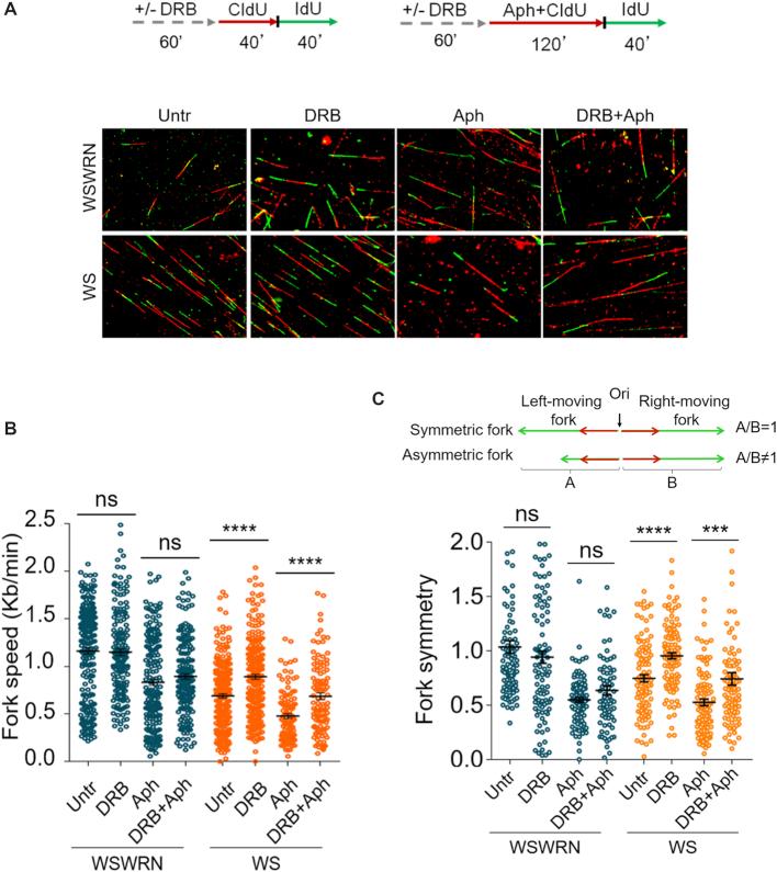 https://cdn.ncbi.nlm.nih.gov/pmc/blobs/cf3e/6468170/f5e05813551c/gkz025fig8.jpg