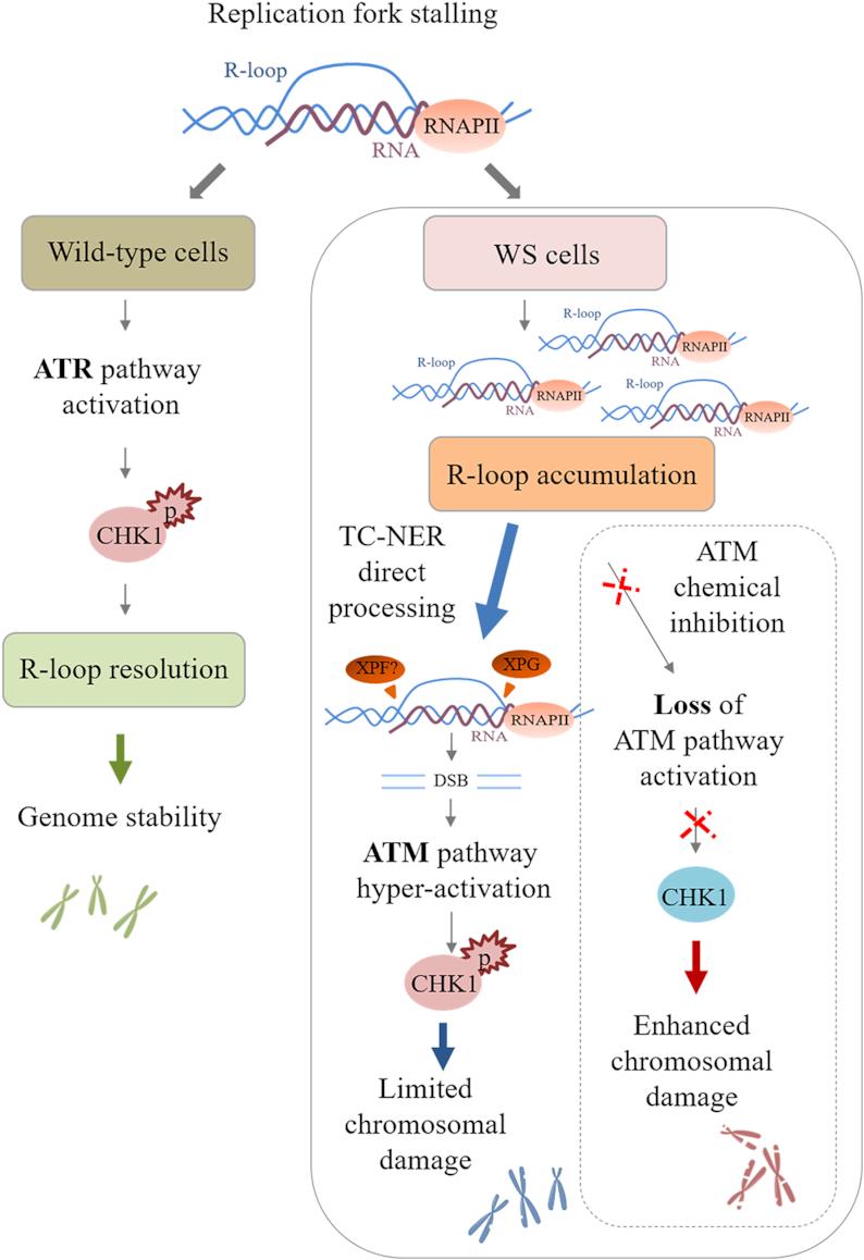 https://cdn.ncbi.nlm.nih.gov/pmc/blobs/cf3e/6468170/fceea4938e3f/gkz025fig11.jpg