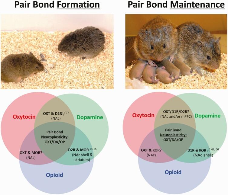 https://cdn.ncbi.nlm.nih.gov/pmc/blobs/cf3f/7787427/f1bb762ee559/bqaa223_fig1.jpg