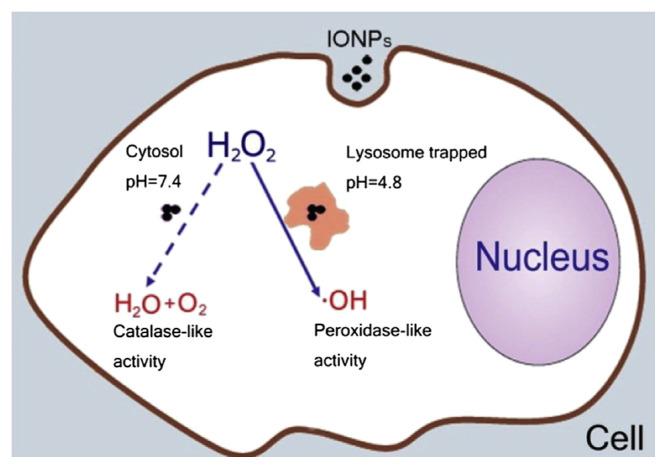 https://cdn.ncbi.nlm.nih.gov/pmc/blobs/cf41/9359154/0195e4383297/jfda-22-01-086f1.jpg