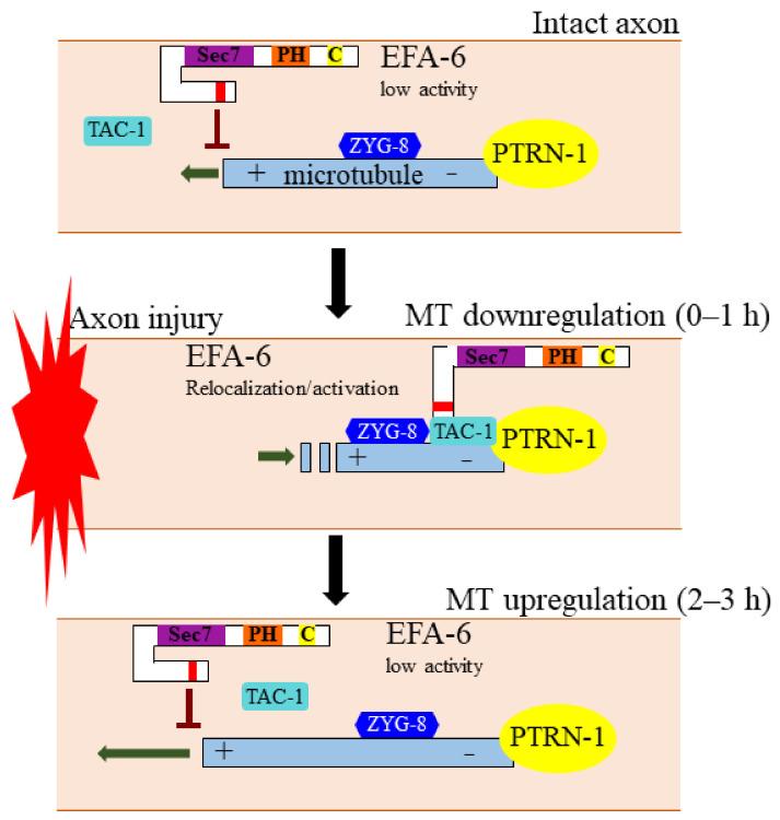 https://cdn.ncbi.nlm.nih.gov/pmc/blobs/cf43/8226579/0eeb40c2e135/cells-10-01325-g002.jpg