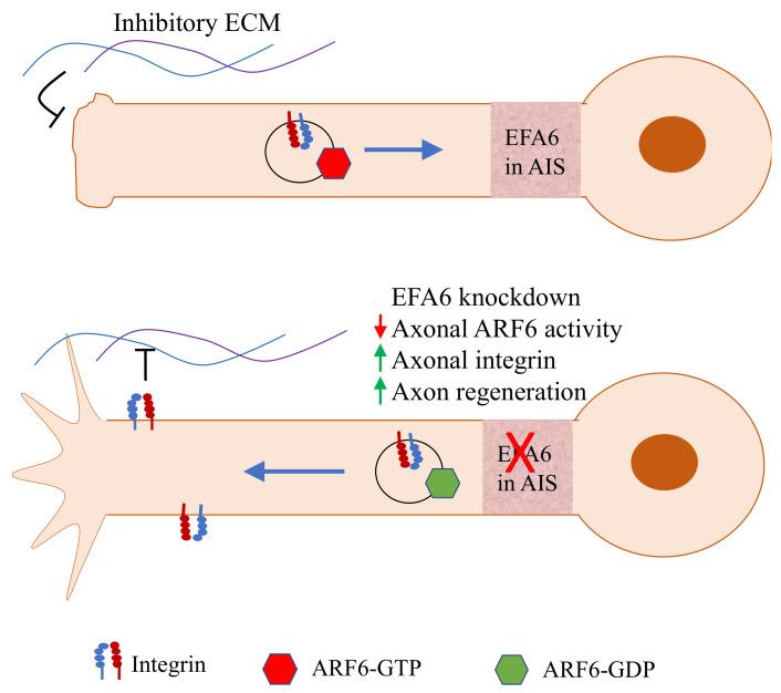 https://cdn.ncbi.nlm.nih.gov/pmc/blobs/cf43/8226579/c95877e8840c/cells-10-01325-g003.jpg