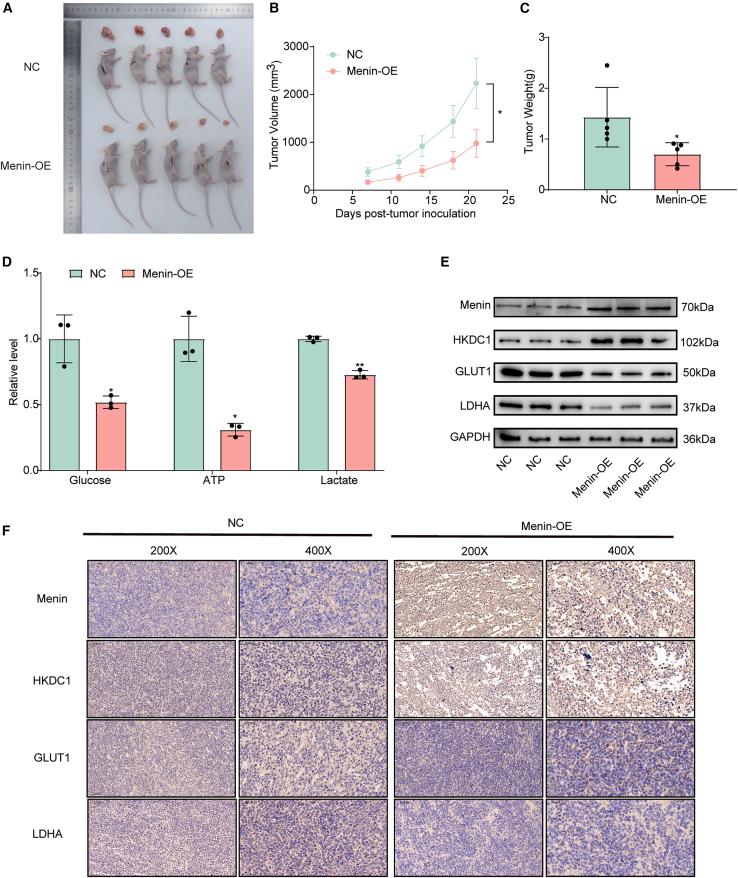 https://cdn.ncbi.nlm.nih.gov/pmc/blobs/cf45/12396302/1d37460a28e0/gr7.jpg