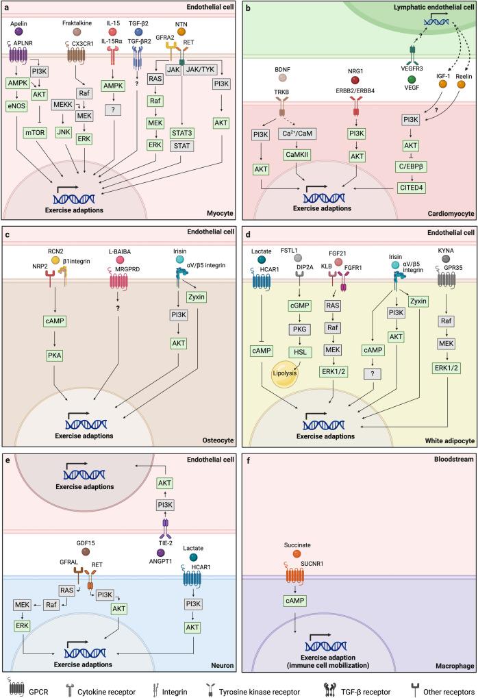 https://cdn.ncbi.nlm.nih.gov/pmc/blobs/cf47/11133400/4c85cebe35ec/41392_2024_1841_Fig3_HTML.jpg