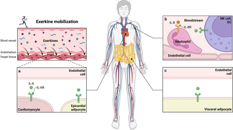 https://cdn.ncbi.nlm.nih.gov/pmc/blobs/cf47/11133400/9c4c8eae7183/41392_2024_1841_Fig4_HTML.jpg