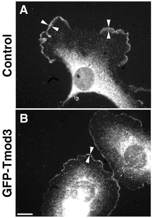 https://cdn.ncbi.nlm.nih.gov/pmc/blobs/cf4a/2172920/b01bc5cb77dc/200209057f8.jpg