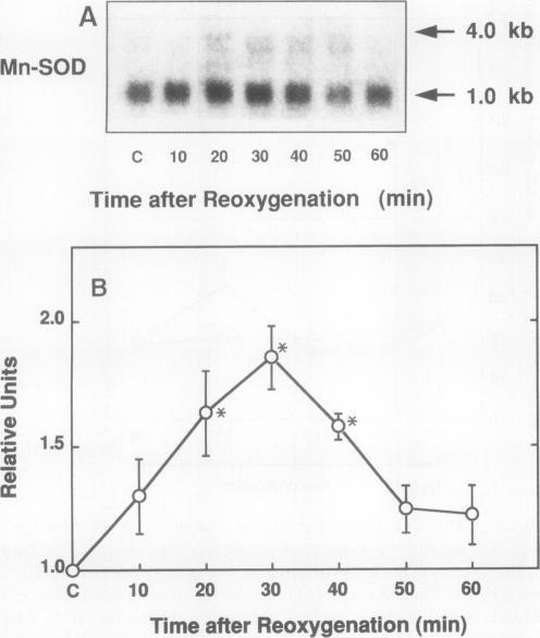 https://cdn.ncbi.nlm.nih.gov/pmc/blobs/cf4d/330044/46026e6f5de3/jcinvest00490-0026-a.jpg