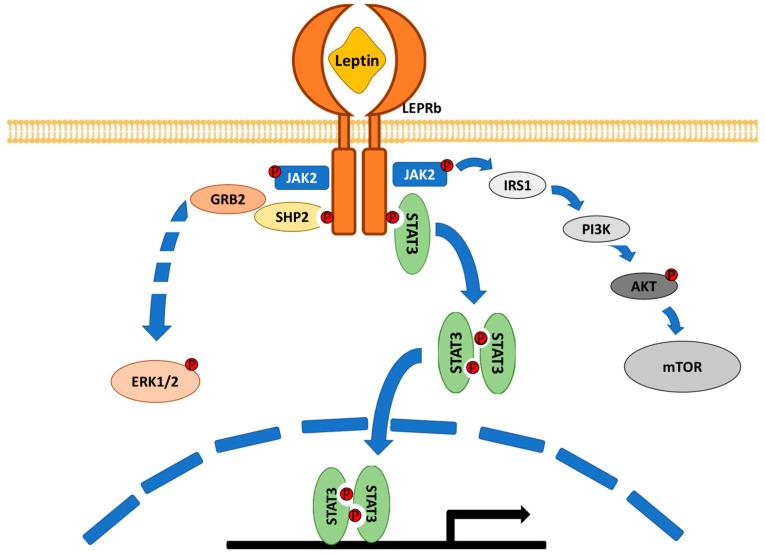 https://cdn.ncbi.nlm.nih.gov/pmc/blobs/cf4e/7957536/939122469a16/ijms-22-02411-g001.jpg