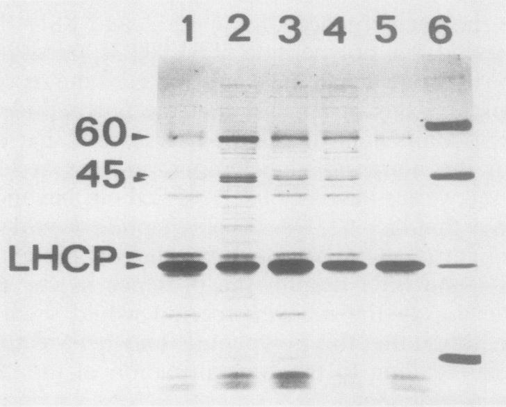 https://cdn.ncbi.nlm.nih.gov/pmc/blobs/cf4f/1054522/2ee4e8fd4708/plntphys00623-0250-b.jpg