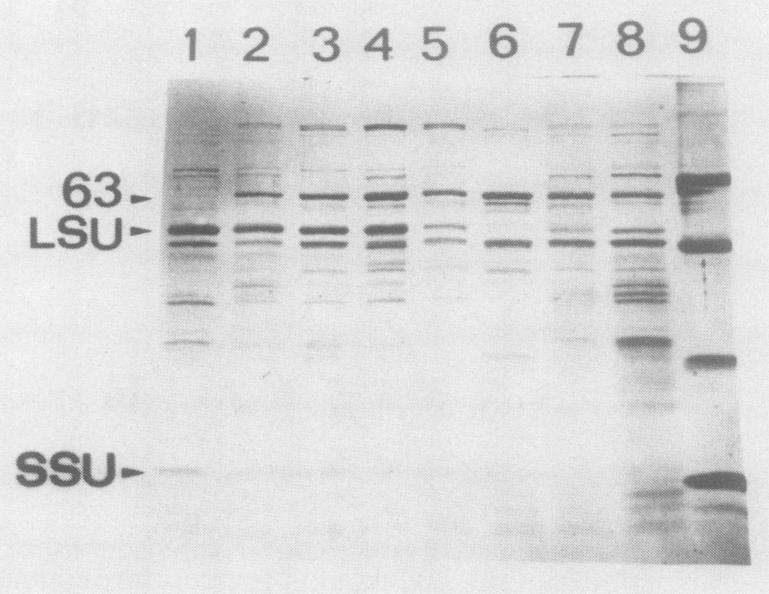 https://cdn.ncbi.nlm.nih.gov/pmc/blobs/cf4f/1054522/4a5fc5b956cc/plntphys00623-0248-a.jpg