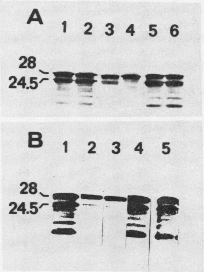 https://cdn.ncbi.nlm.nih.gov/pmc/blobs/cf4f/1054522/7b932b471cac/plntphys00623-0249-b.jpg