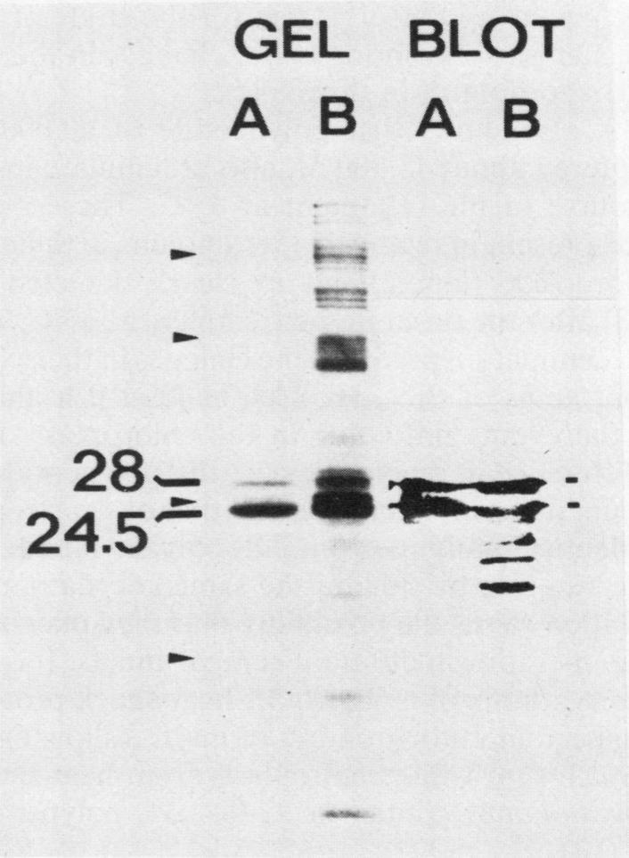 https://cdn.ncbi.nlm.nih.gov/pmc/blobs/cf4f/1054522/db9e8476ef7d/plntphys00623-0247-b.jpg