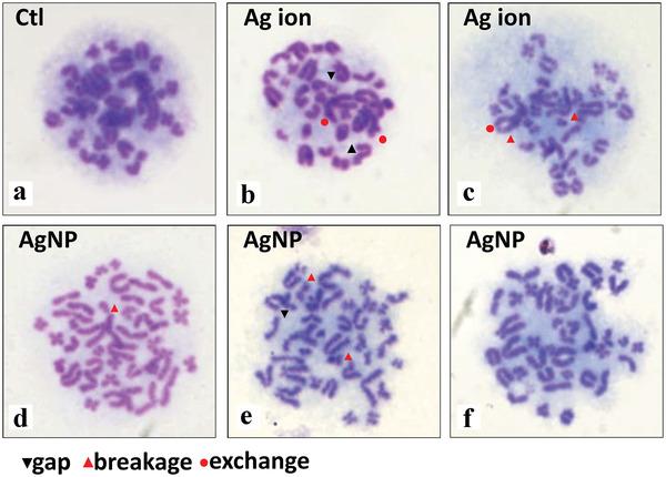 https://cdn.ncbi.nlm.nih.gov/pmc/blobs/cf4f/9165481/26889d45e642/ADVS-9-2106049-g004.jpg
