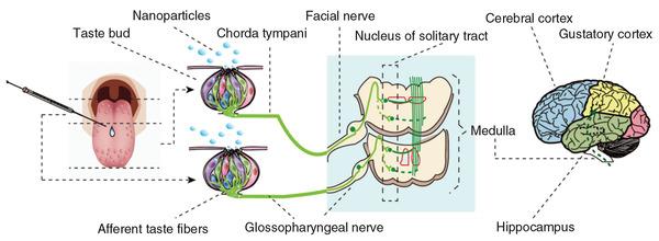https://cdn.ncbi.nlm.nih.gov/pmc/blobs/cf4f/9165481/2ec52a9a5d36/ADVS-9-2106049-g013.jpg
