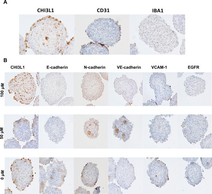 https://cdn.ncbi.nlm.nih.gov/pmc/blobs/cf59/11743419/4c4185b80bc7/43440_2024_677_Fig6_HTML.jpg