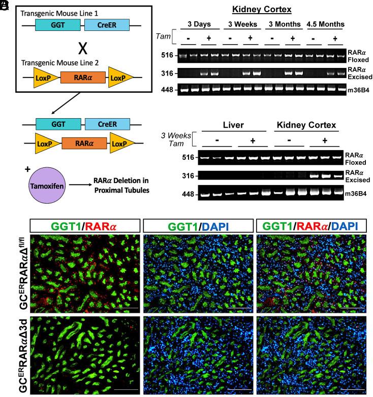 https://cdn.ncbi.nlm.nih.gov/pmc/blobs/cf5d/10873609/99d71903a92c/pnas.2311803121fig01.jpg