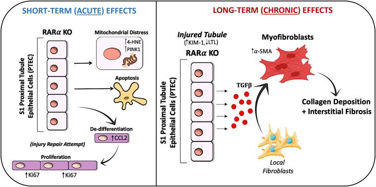 https://cdn.ncbi.nlm.nih.gov/pmc/blobs/cf5d/10873609/a628b7a4094f/pnas.2311803121fig06.jpg