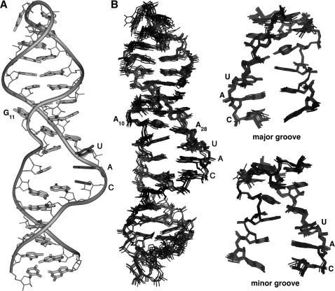 https://cdn.ncbi.nlm.nih.gov/pmc/blobs/cf5d/2879506/ac85c08827c2/gkq020f3.jpg